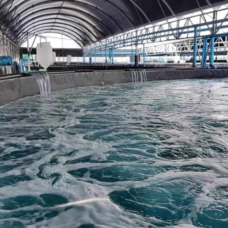 Inside fish farming facility